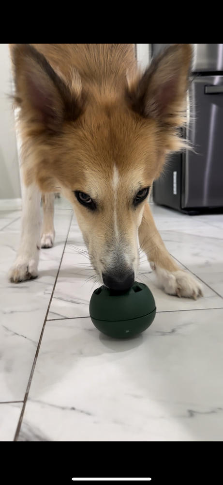 WOOF Pupsicle Review — [2023], by Barkydogtoys