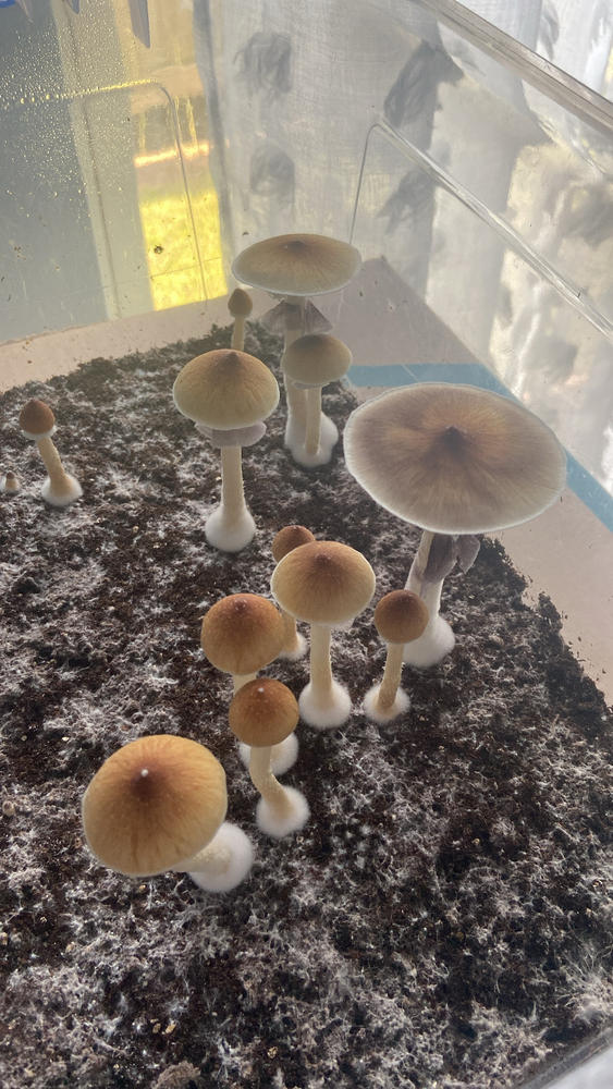 Golden Teacher Mushroom Liquid Culture (10ml) - Customer Photo From Samir