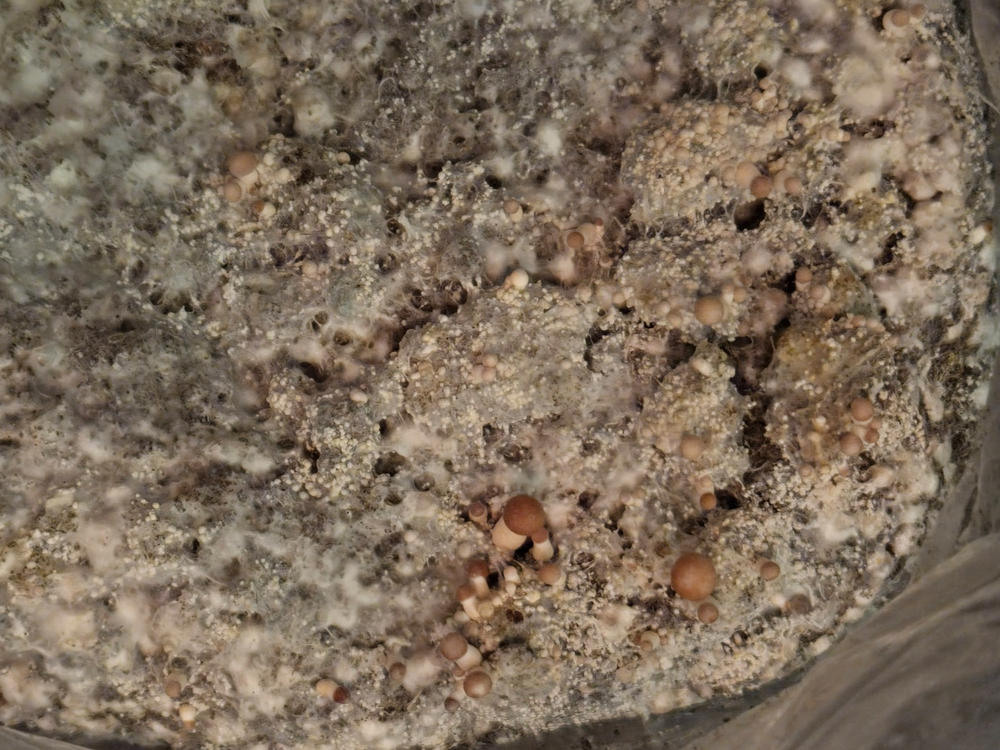 Golden Teacher Mushroom Liquid Culture (10ml) - Customer Photo From Brian Breedlove