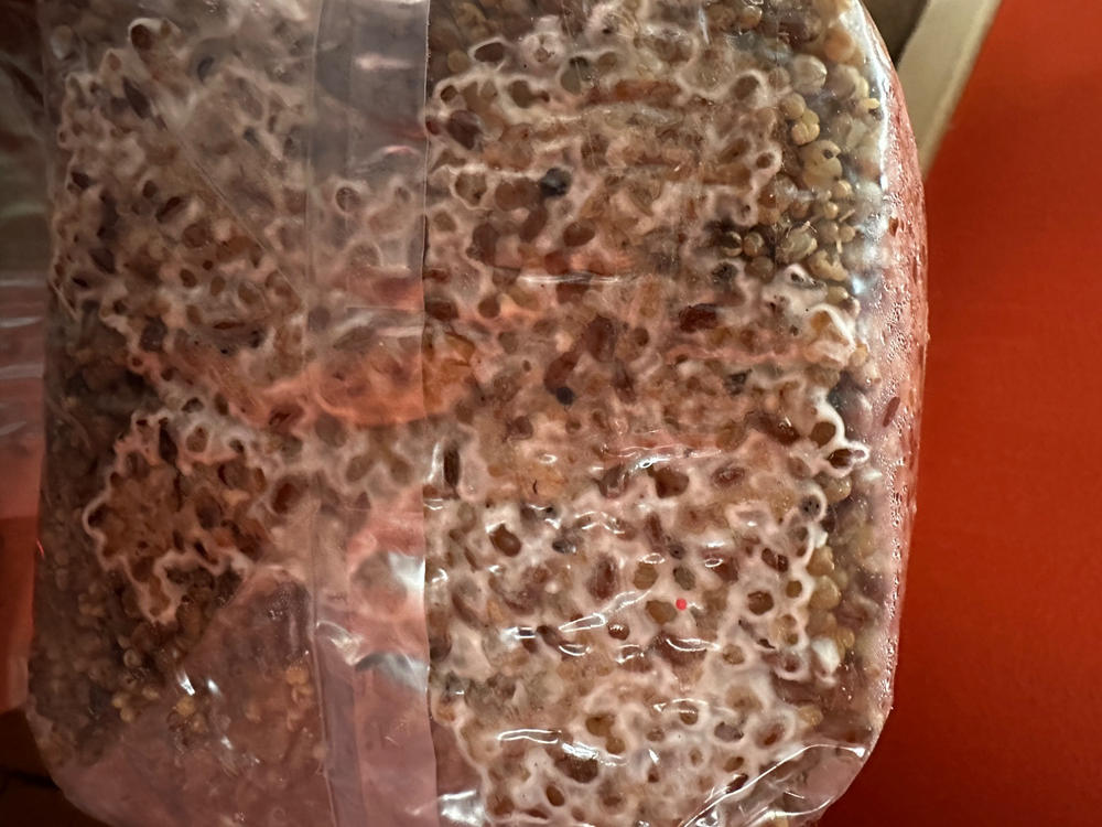 Golden Teacher Mushroom Liquid Culture (10ml) - Customer Photo From randall moon