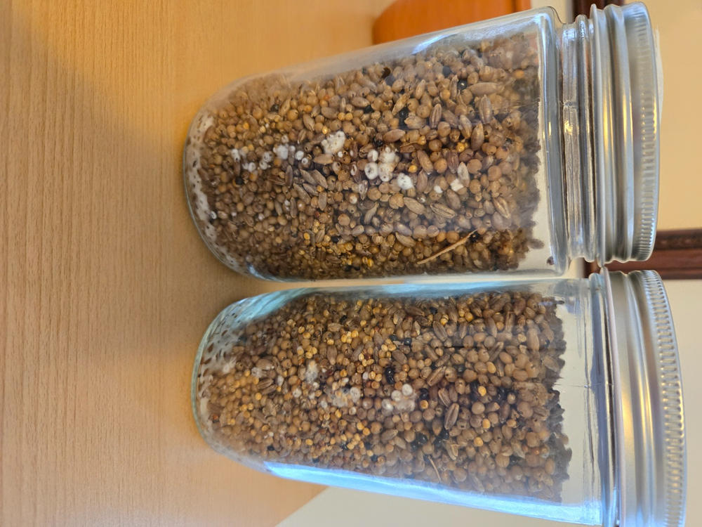 Golden Teacher Mushroom Liquid Culture (10ml) - Customer Photo From George Vaughn