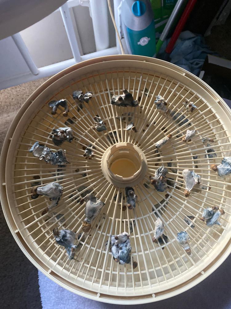 Hill Billy Mushroom Liquid Culture (10ml) - Customer Photo From Dan