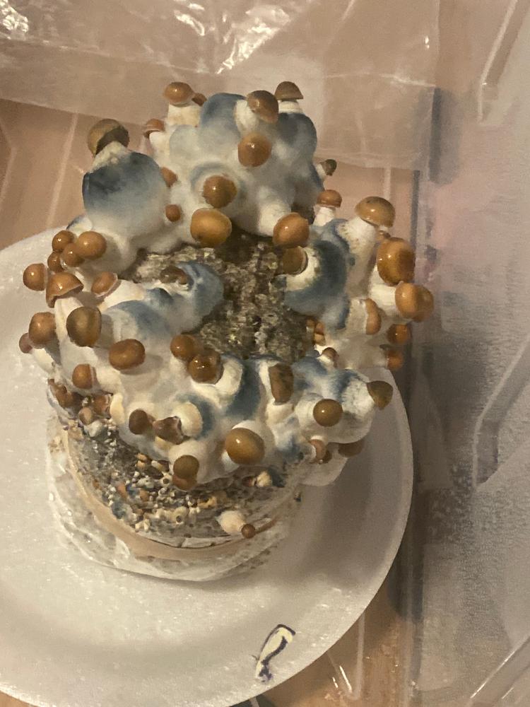 Hill Billy Mushroom Liquid Culture (10ml) - Customer Photo From Dan