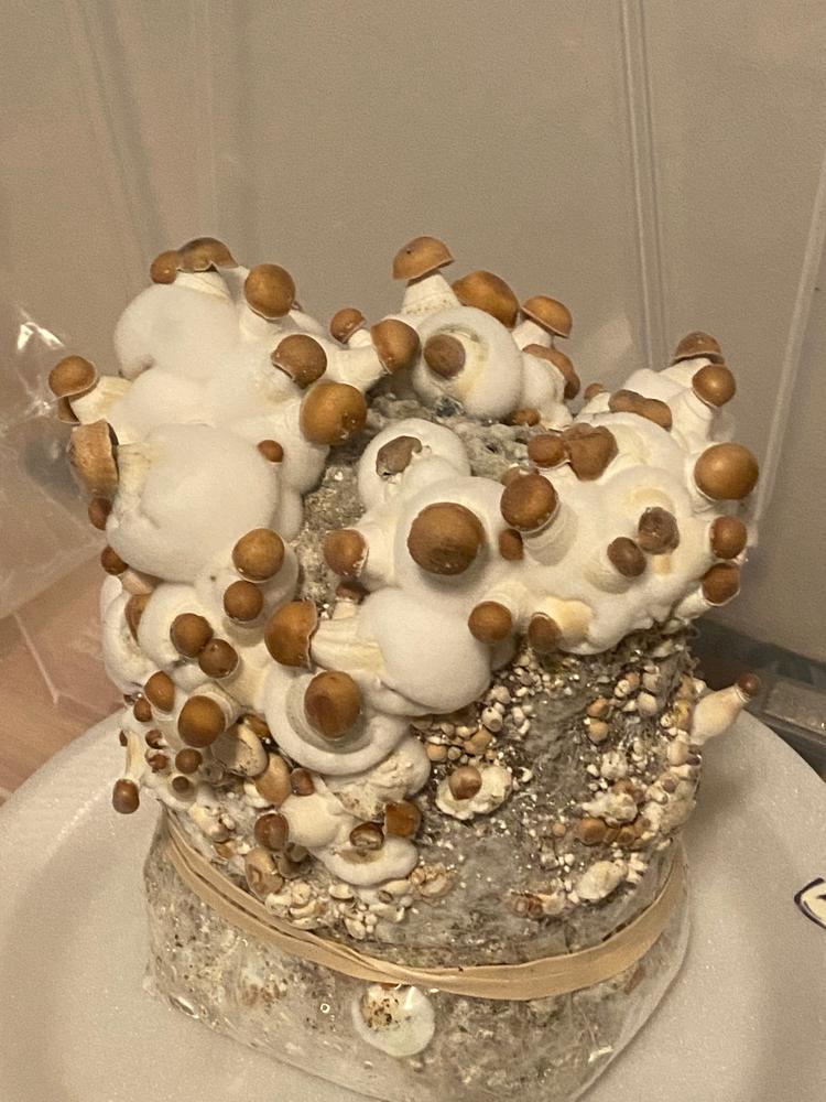 Hill Billy Mushroom Liquid Culture (10ml) - Customer Photo From Dan