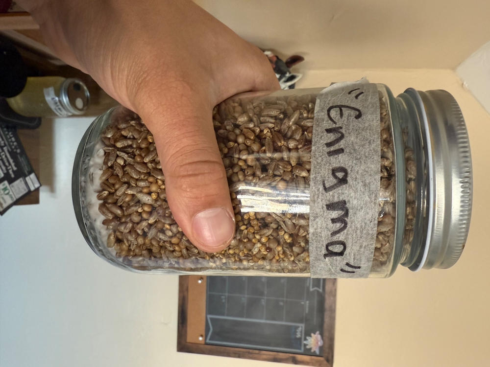 Enigma Cubensis Isolated Spore Syringe 10ml - Customer Photo From fermin fonseca
