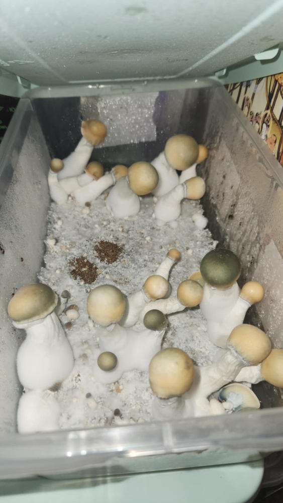 sporesMD Bundles - 4 Pack Random Genetics - Customer Photo From Luis Calderon