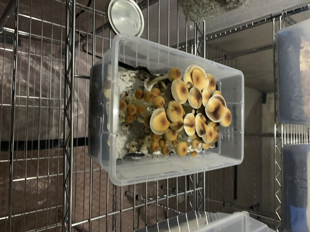 sporesMD Bundles - Best Seller Pack - (Golden Teacher, Penis Envy, Jedi Mind Fuck) - Customer Photo From Bradley Freund