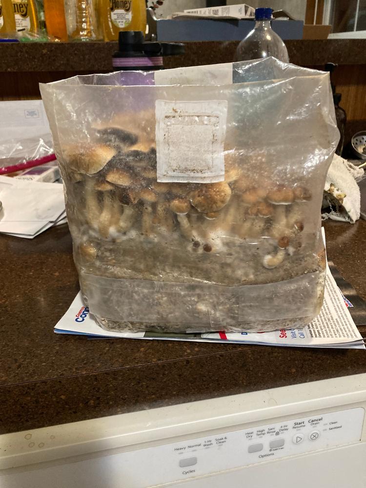 sporesMD Bundles - Customer Photo From Yardbirdvt 