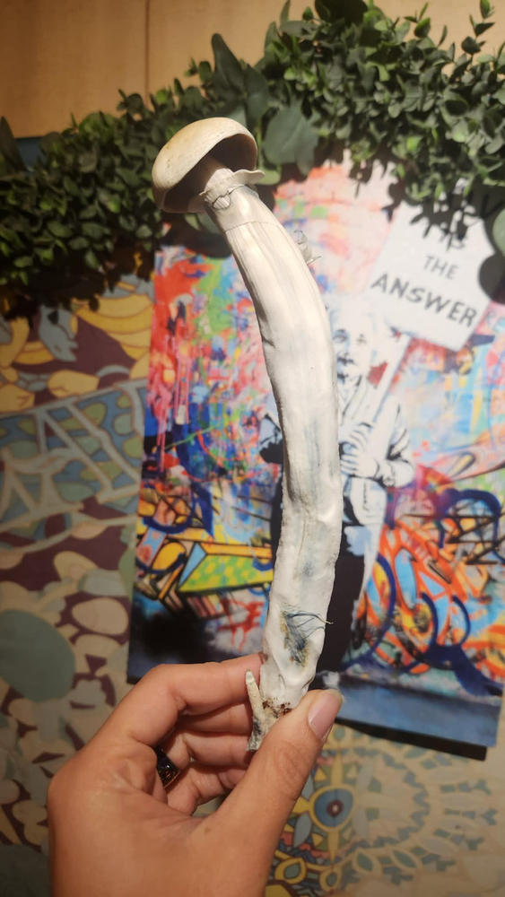 sporesMD Bundles - 4 Pack Random Genetics - Customer Photo From Luis Calderon