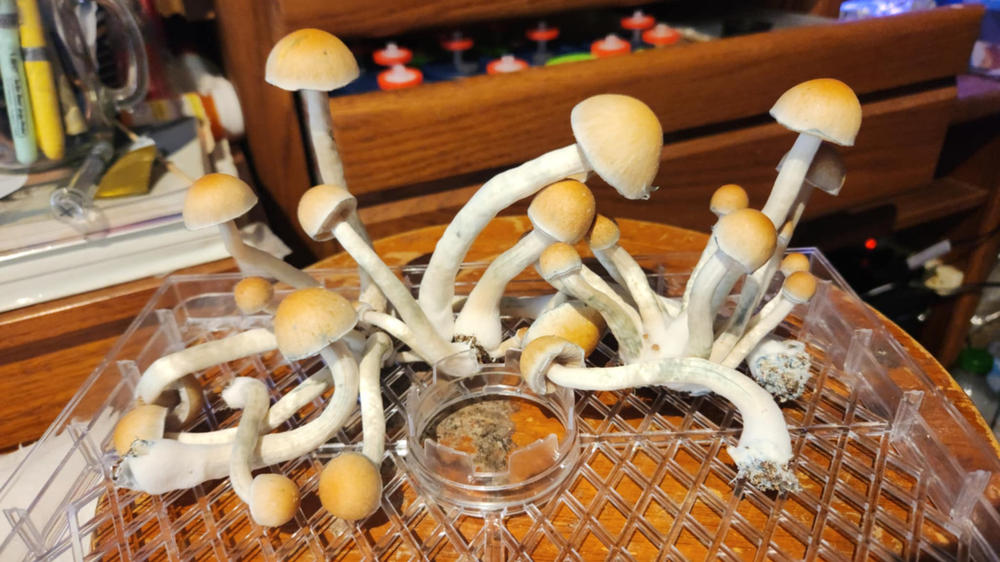 sporesMD Bundles - 4 Pack Random Genetics - Customer Photo From Luis Calderon