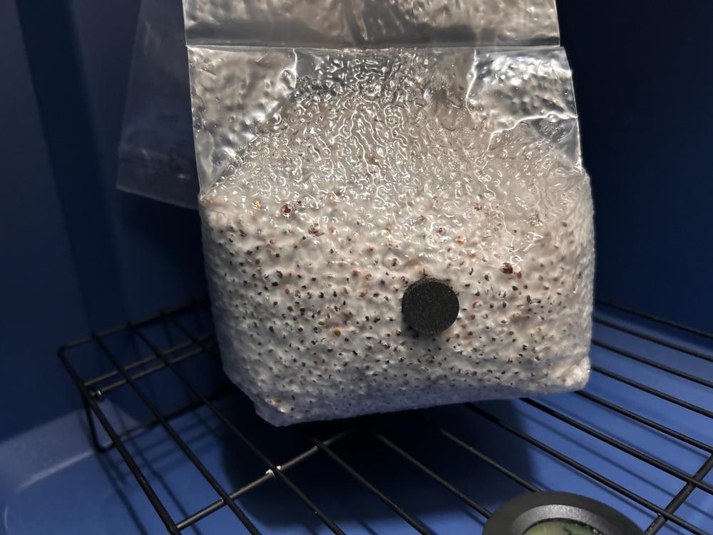 sporesMD Bundles - Albino Pack - (Albino Penis Envy, Jack Frost, Ghost) - Customer Photo From Meredith Porter