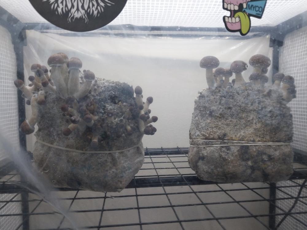 sporesMD Bundles - Beginner Pack - (Golden Teacher, B+, Pink Buffalo) - Customer Photo From michael wirkus michael wirkus