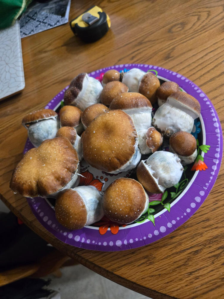 Snowball Mushroom Liquid Culture (10ml) - Customer Photo From Darryl Wheeler