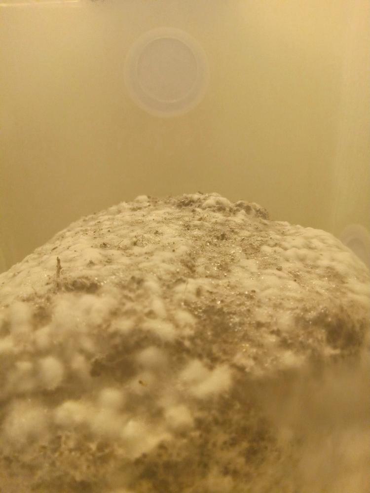 Albino Penis Envy Mushroom Liquid Culture (10ml) - Customer Photo From Levi C.