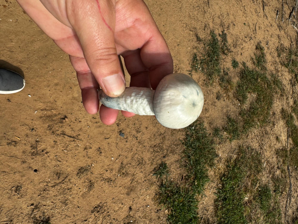 Albino Penis Envy - Magic Mushroom Spores Syringe - 10ml - Customer Photo From Kelley Matson