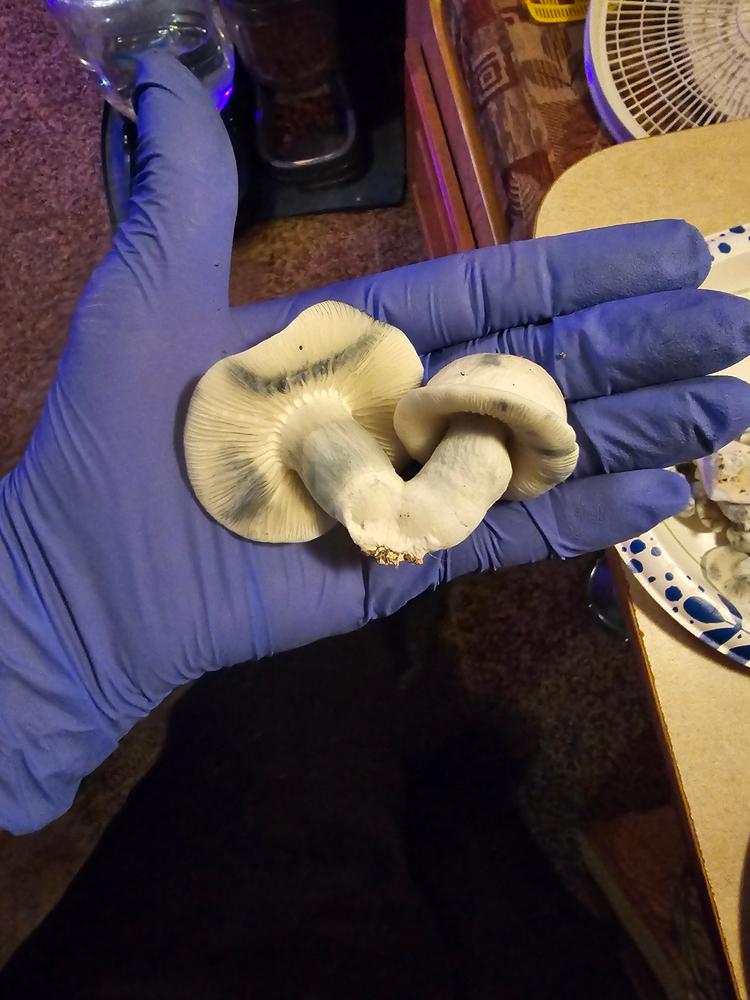 Jack Frost Spores Syringe - 10ml - Customer Photo From Nicholas myers