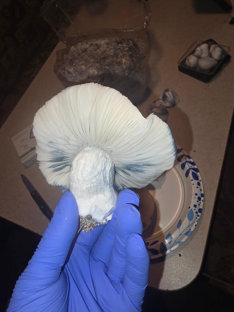 Jack Frost Mushroom Liquid Culture (10ml) - Customer Photo From Nicholas Myers 