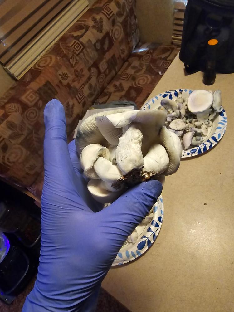 Jack Frost Spores Syringe - 10ml - Customer Photo From Nicholas myers