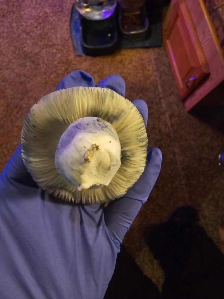 Jack Frost Spores Syringe - 10ml - Customer Photo From Nicholas myers