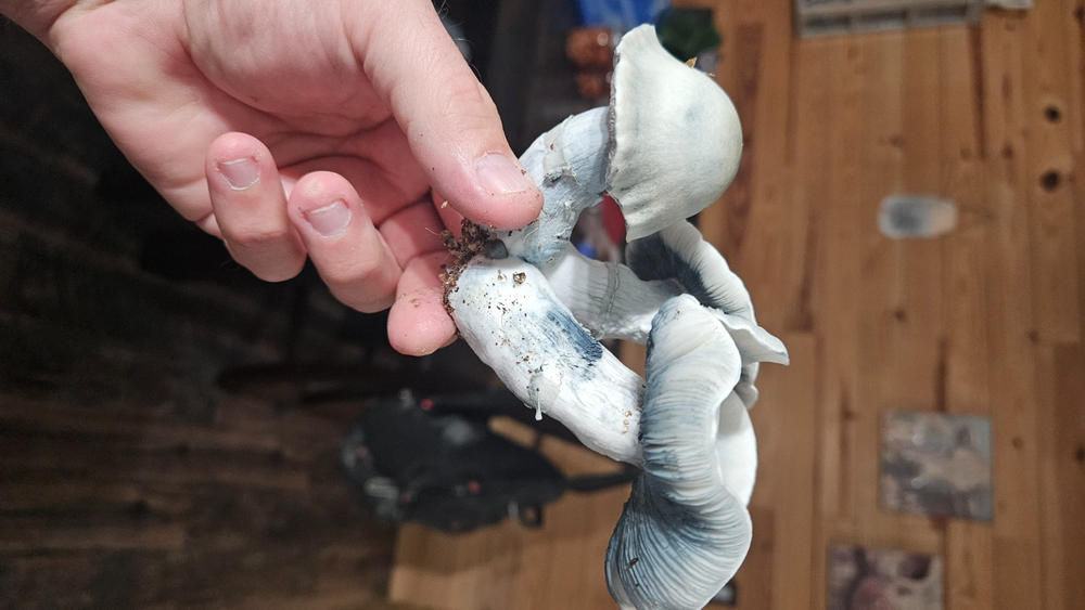 Jack Frost Mushroom Liquid Culture (10ml) - Customer Photo From Brandon Fine