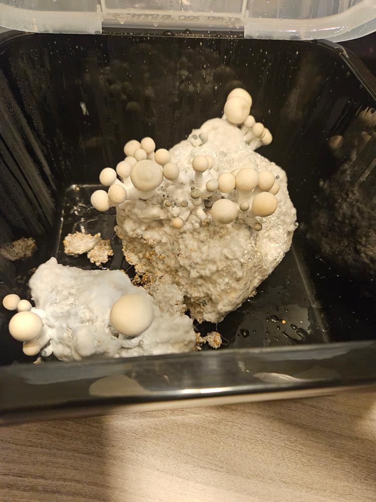 Jack Frost Mushroom Liquid Culture (10ml) - Customer Photo From Clair