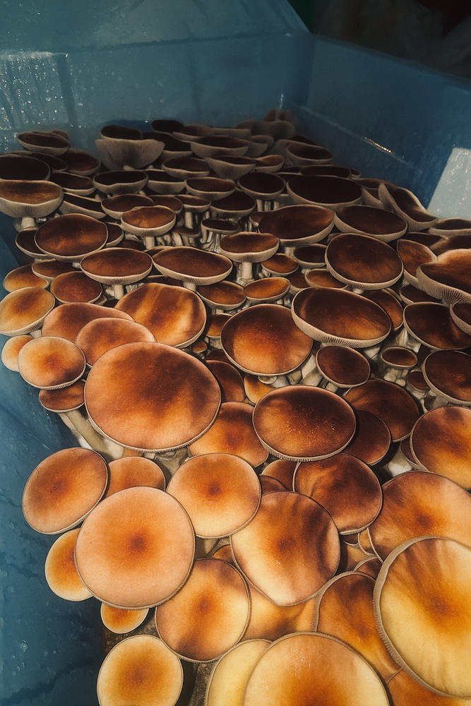 Pink Buffalo Mushroom Liquid Culture (10ml) - Customer Photo From The Hyphae Prophet