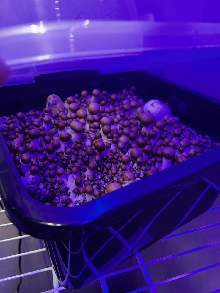 Penis Envy Mushroom Liquid Culture (10ml) - Customer Photo From Meredith P