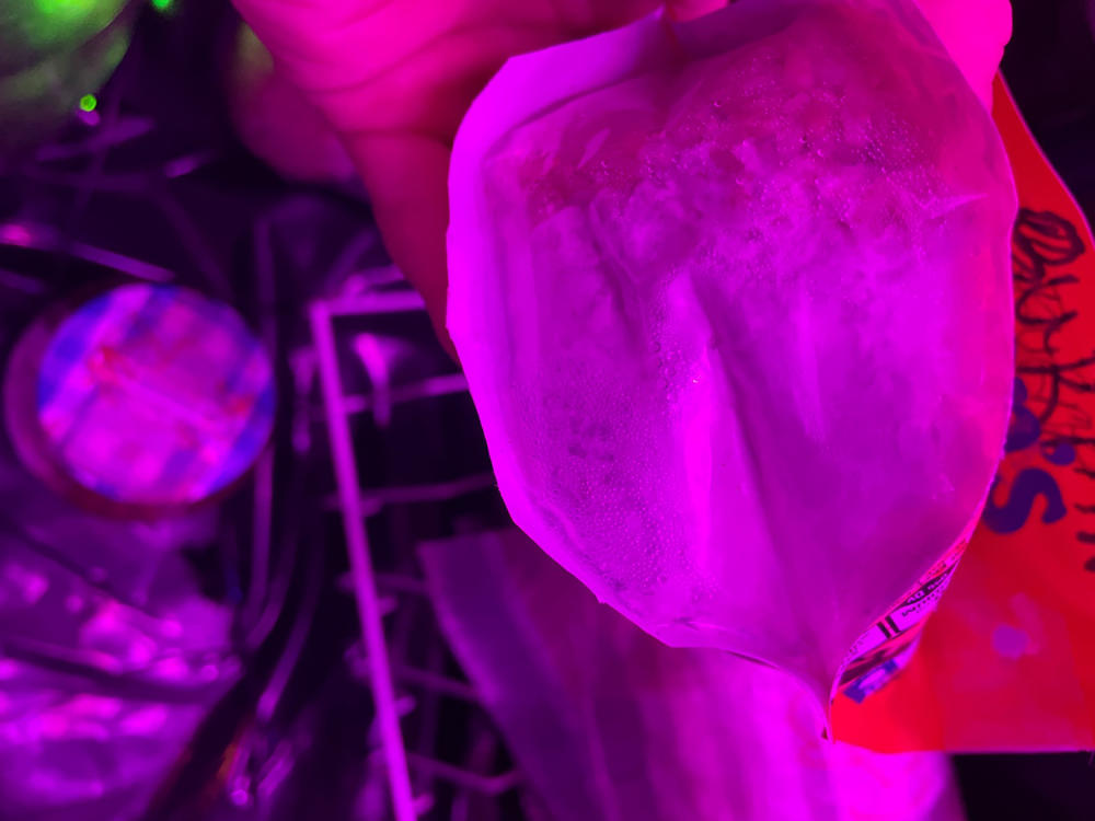 Tidal Wave Mushroom Liquid Culture (10ml) - Customer Photo From Brandon Brawley