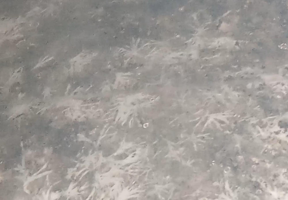 Tidal Wave Mushroom Liquid Culture (10ml) - Customer Photo From Kyle Perkis