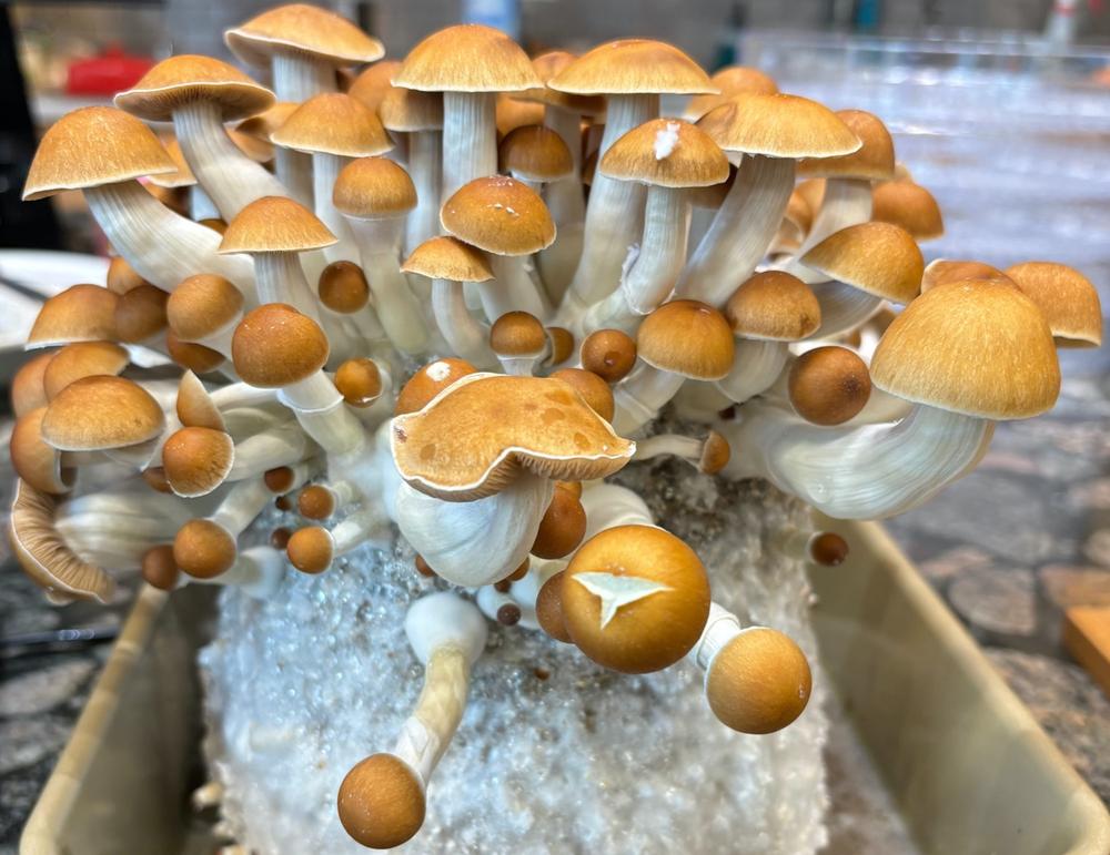 10 Pack Isolated Liquid Culture Bundle - Vendors Choice - Customer Photo From Andrew Morganelli