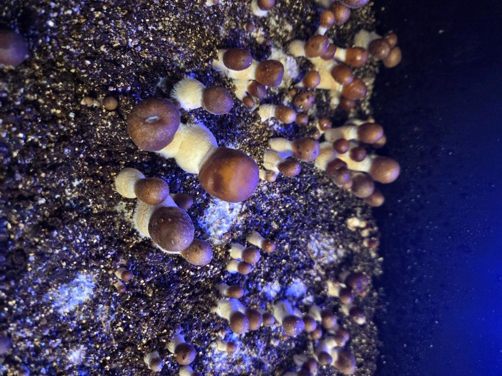 10 Pack Isolated Liquid Culture Bundle - Vendors Choice - Customer Photo From Nanette Wilson