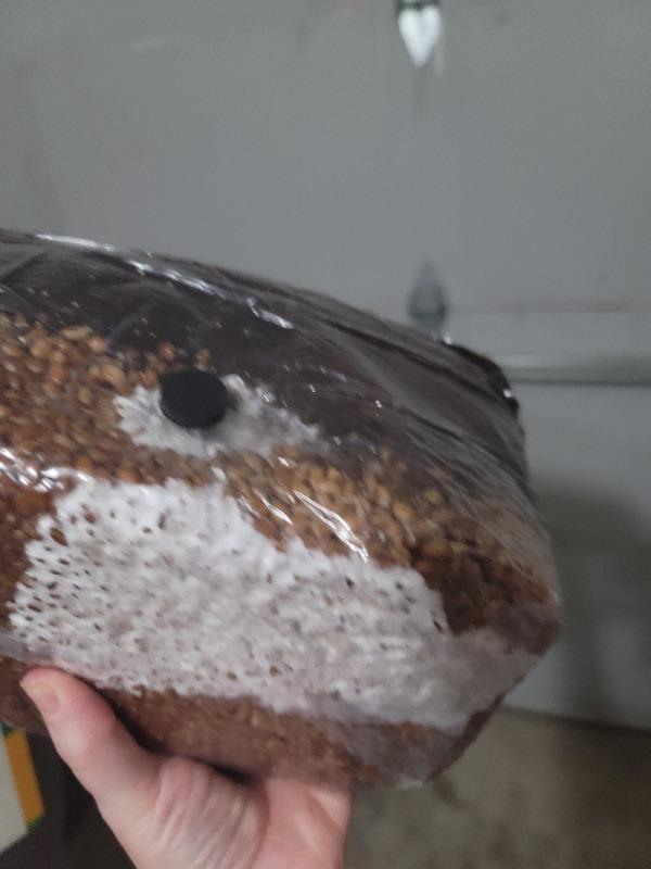 Purple Mystic - Magic Mushroom Spores Syringe - 10ml - Customer Photo From Jeanine Dropkowski