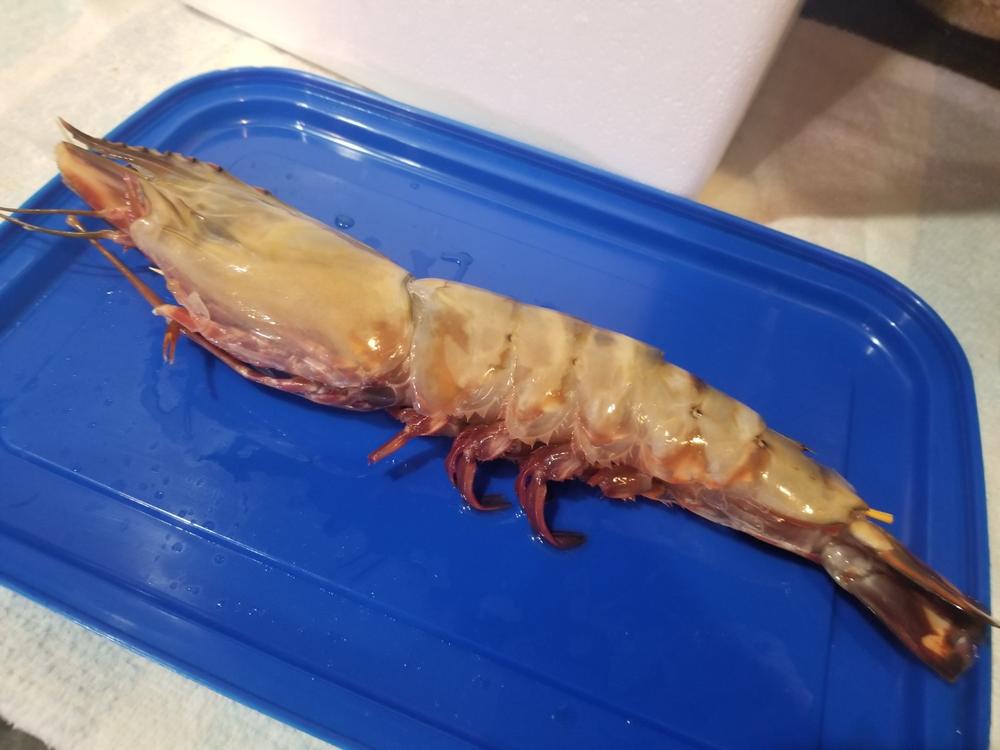 Monster African Tiger Prawns | Wild Caught - Customer Photo From Steve Houghtaling