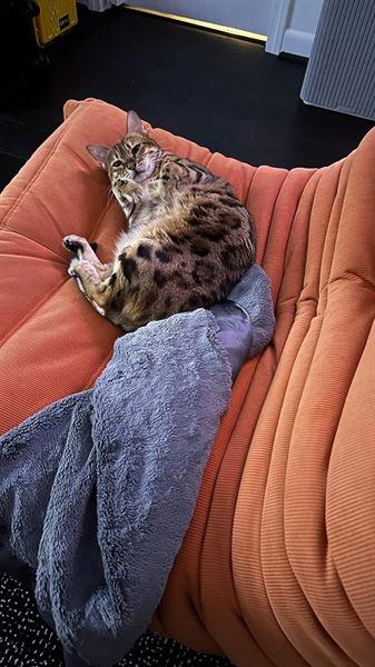 Togo Fireside Chair Replica - Customer Photo From Customer Sohnne