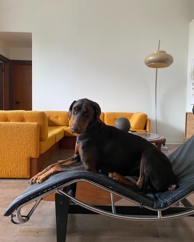 LC4 Chaise Lounge Replica by Le Corbusier - Customer Photo From Ollie Mackenzie