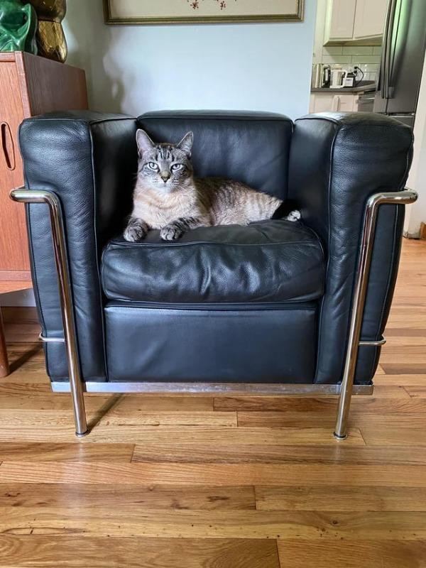 LC2 Petit Modele Armchair - Customer Photo From Alice A