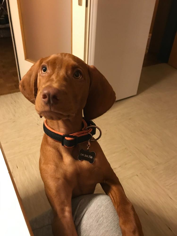 Pasji česen - Customer Photo From MILAN JERANT