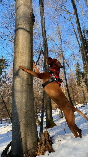 Mleto konjsko meso 2 kg - Customer Photo From MILAN JERANT