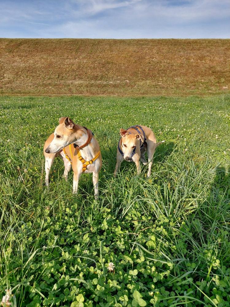 Divjačina 1 kg - Customer Photo From Katarina Vrbić