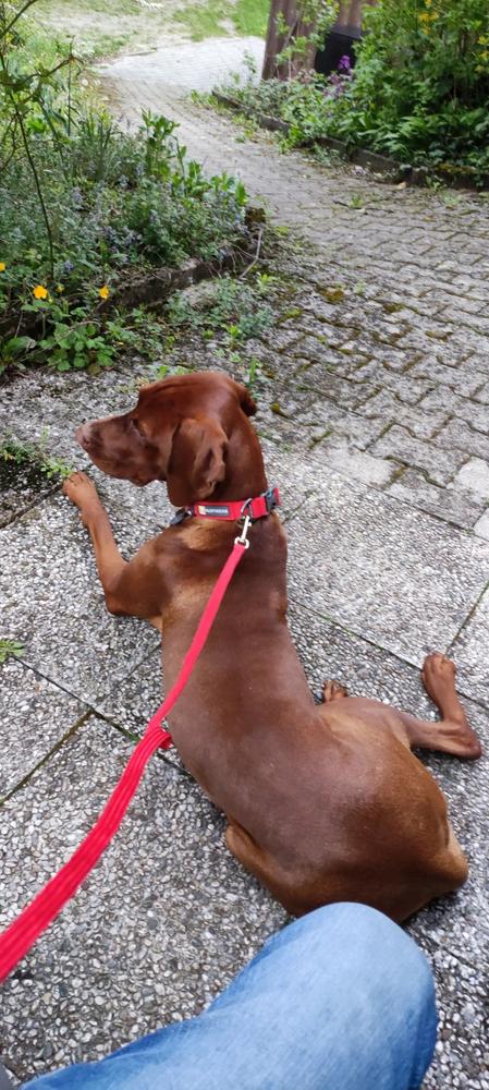 Goveji vampi 2 kg - Customer Photo From MILAN JERANT