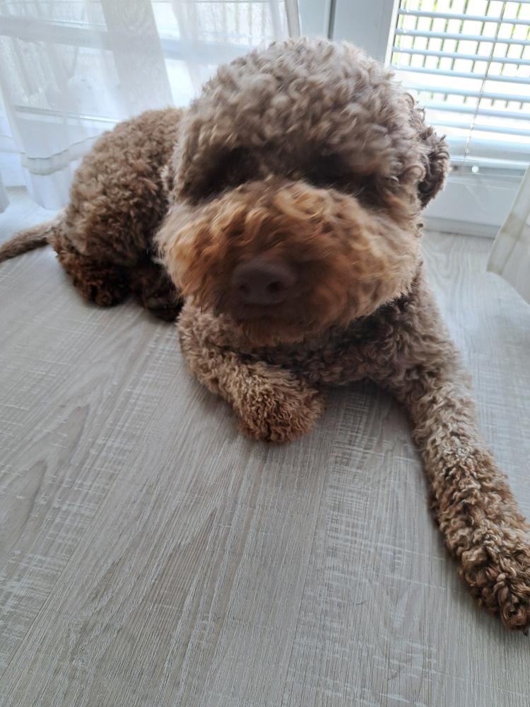 Zeleni goveji vampi 2 kg - Customer Photo From BRANKO KORITNIK