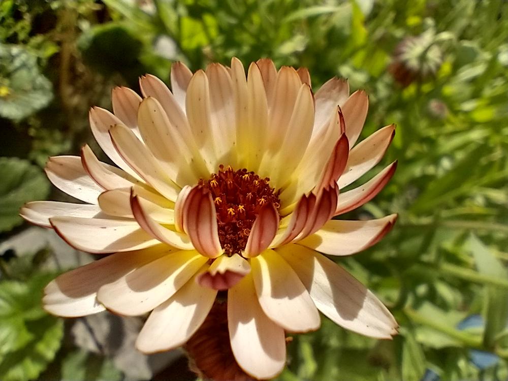 Calendula Flower Season: A Full Guide - Rooted Revival