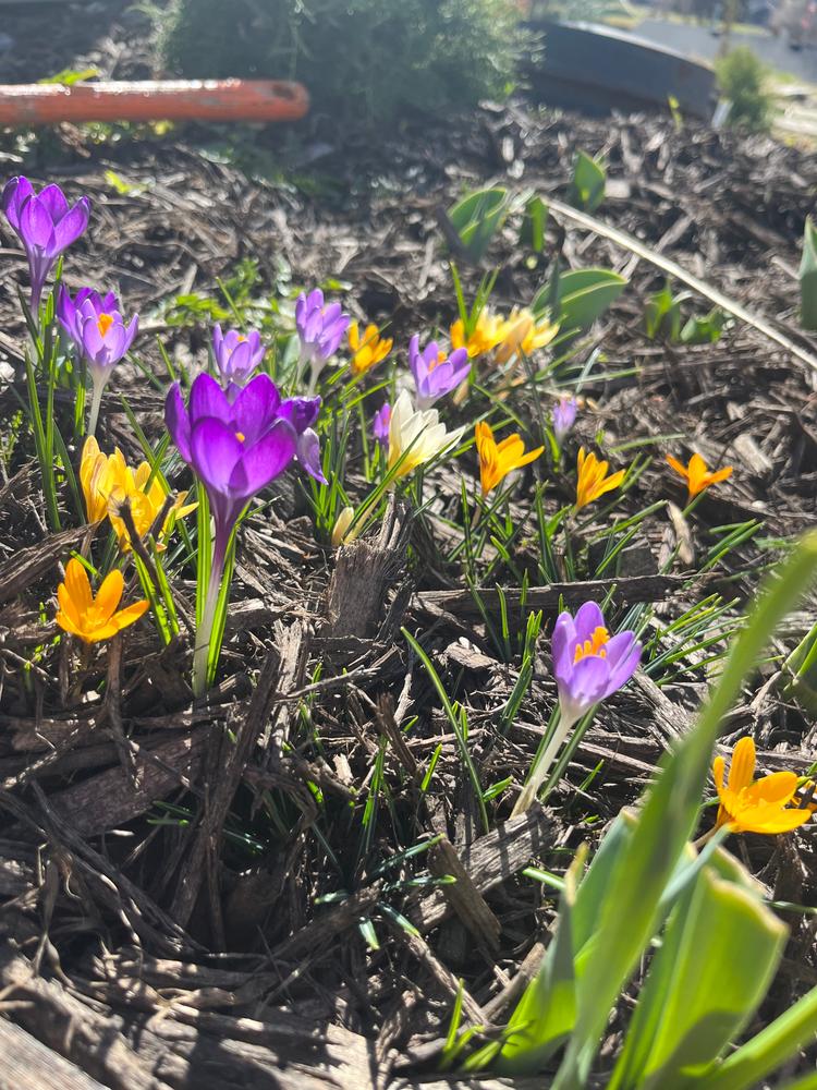 Crocus Bulbs - Rainbow Mix  Buy Crocus Bulbs in Bulk at Eden Brothers