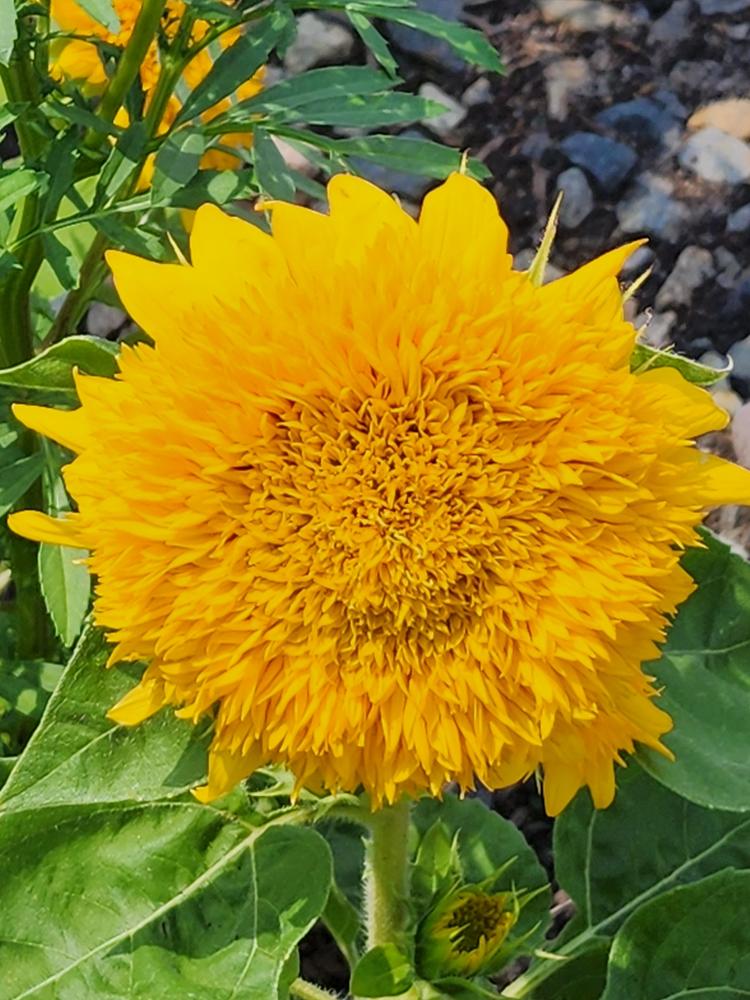 Sunflower Seeds (Dwarf) - Yellow Pygmy - Ounce, Eden Brothers