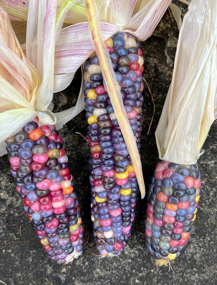 20 Seeds - Corn - Glass Gem seeds - Rainbow multicoloured vegetable seeds