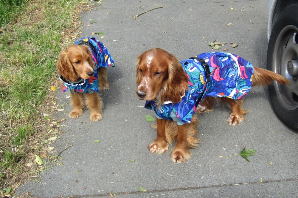 Scribbler Pets Jungle waterproof raincoat for dogs - Customer Photo From Sharon Farrant