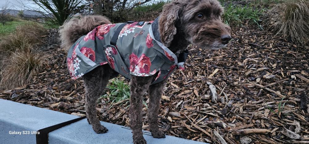 Scribbler Pets Military Peony lined raincoat for dogs - Customer Photo From Wendy