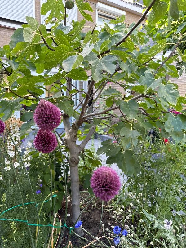 Bio Allium 