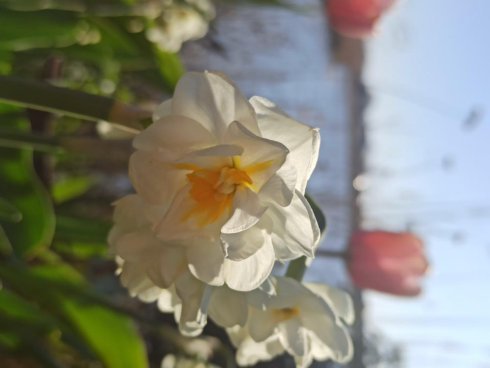 Bio Narcissus 