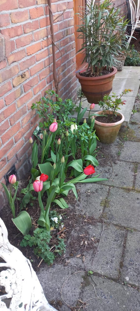 Bio Tulipa